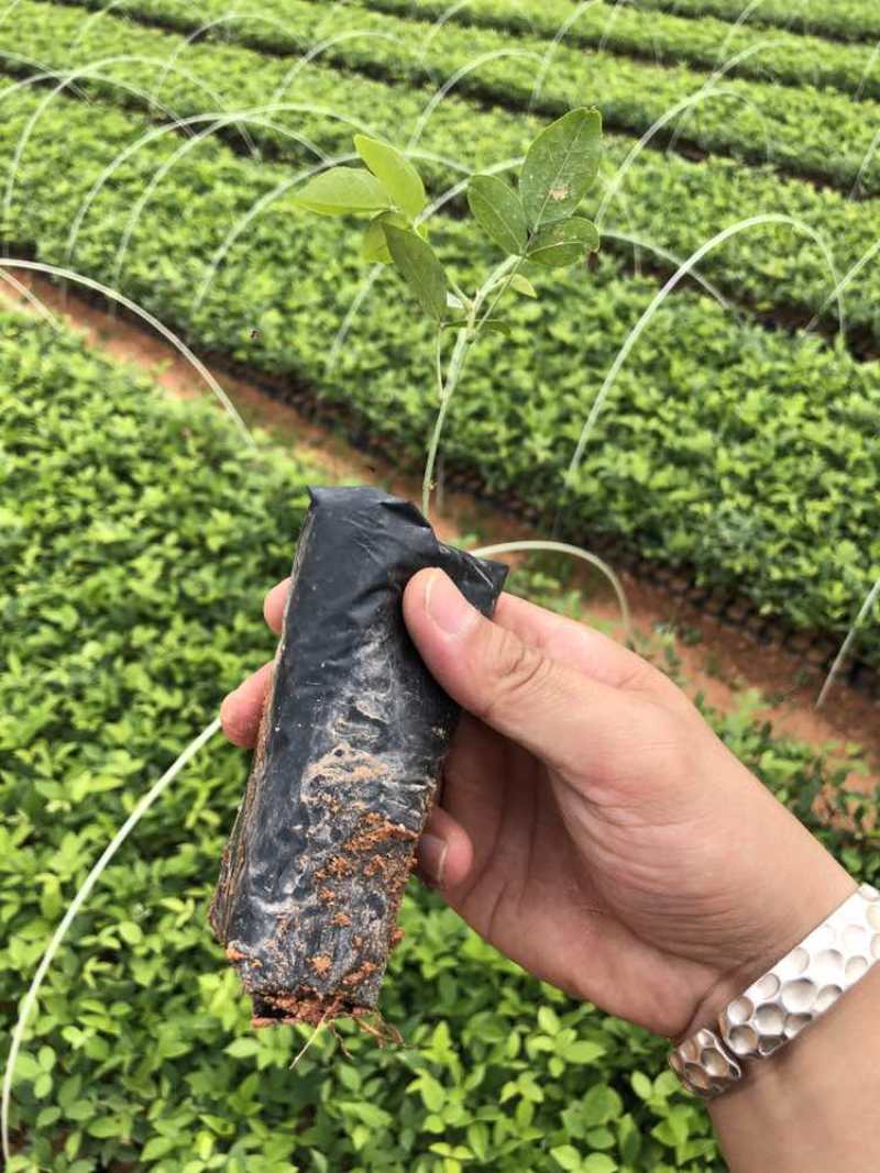 粉薯中叶牛大力苗