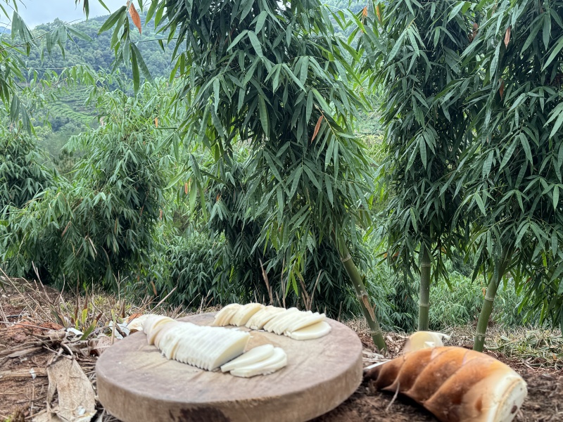 云南应季新鲜甜笋，新鲜采摘发货，全国发货。