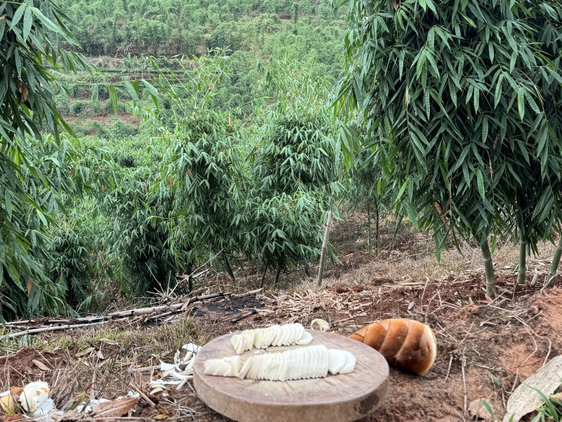 云南应季新鲜甜笋，新鲜采摘发货，全国发货。