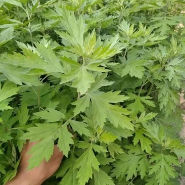 河南省驻马店市新蔡县人人艾农业种植有限公司销售艾草通货
