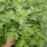 河南省驻马店市新蔡县人人艾农业种植有限公司销售艾草通货