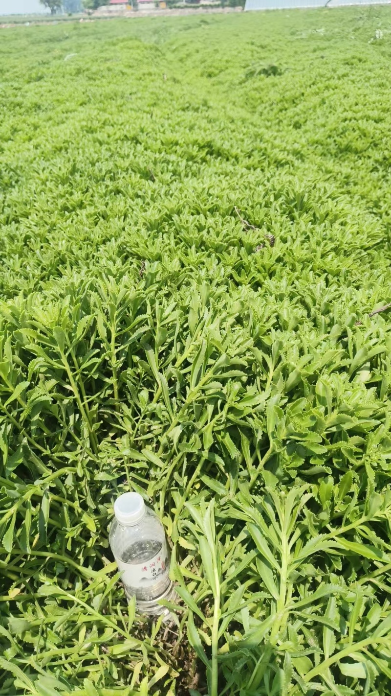 三七景天
