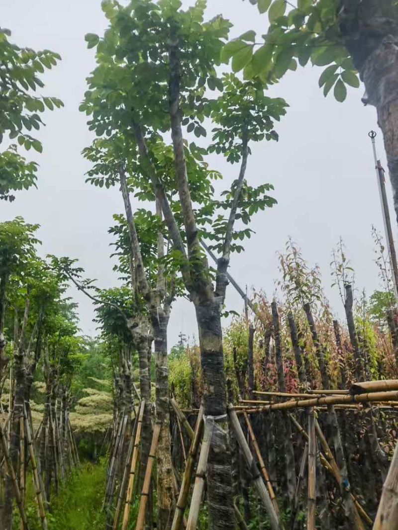本地火焰木骨架养冠10-20分，大量低价出售