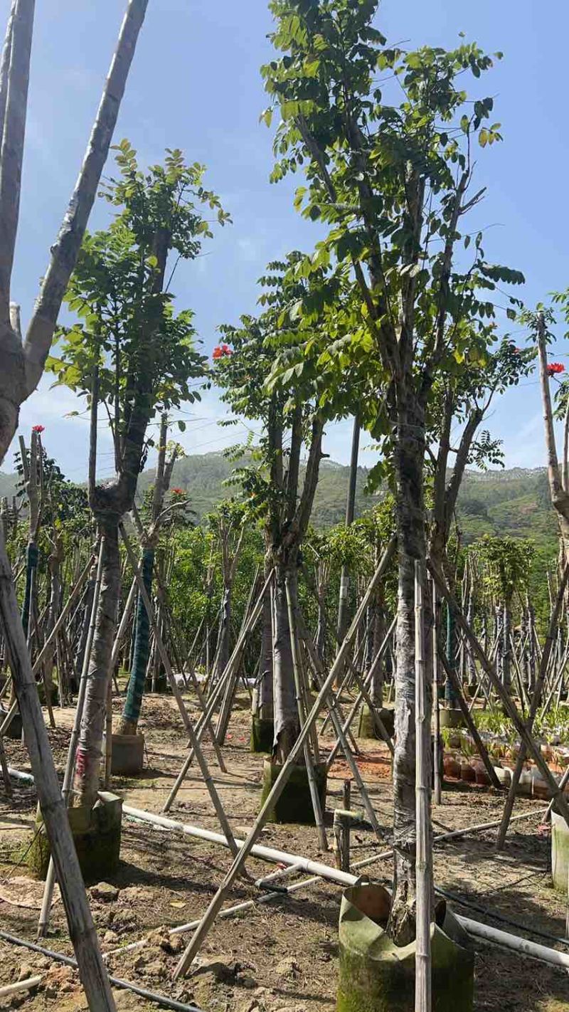 本地火焰木骨架养冠10-20分，大量低价出售
