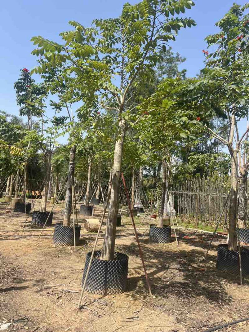 本地火焰木骨架养冠10-20分，大量低价出售