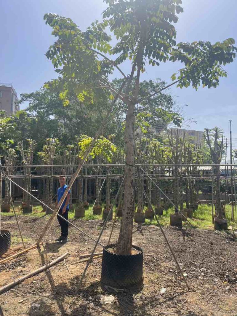 本地火焰木骨架养冠10-20分，大量低价出售