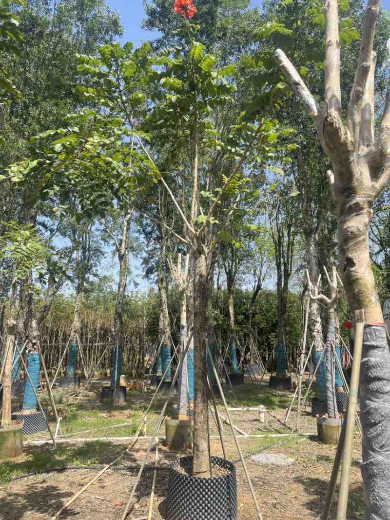 本地火焰木骨架养冠10-20分，大量低价出售