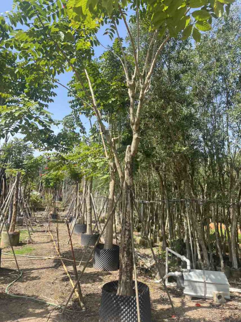 本地火焰木骨架养冠10-20分，大量低价出售