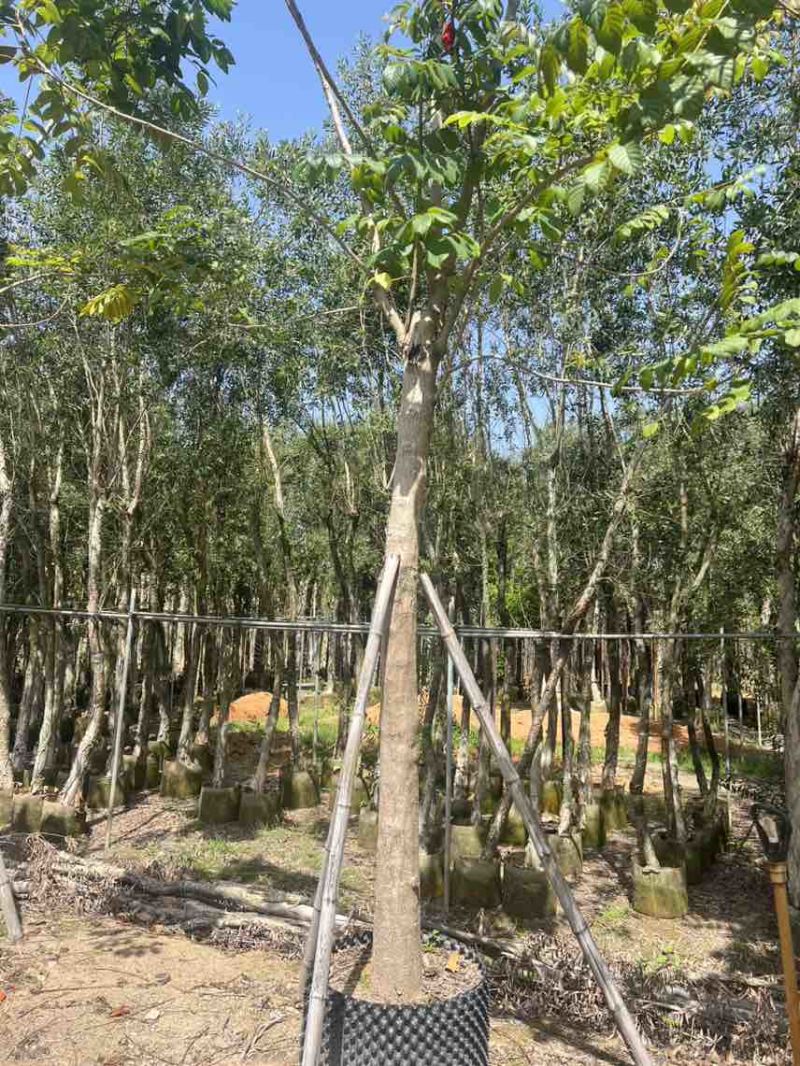 本地火焰木骨架养冠10-20分，大量低价出售
