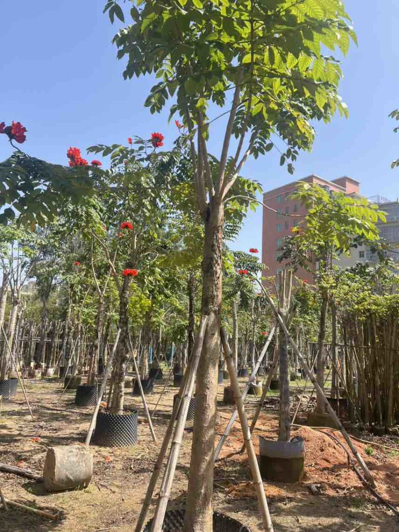本地火焰木骨架养冠10-20分，大量低价出售