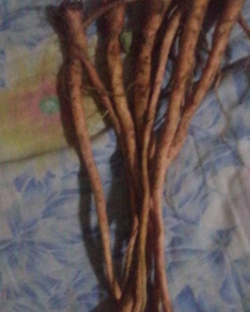土大黄鲜根