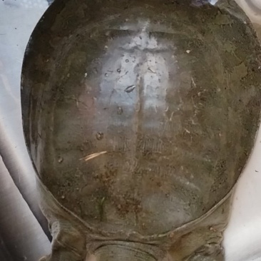 我有一只纯野生甲鱼2.5斤，今天刚刚钓的，有需要的老板联