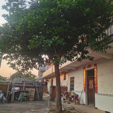 40来年家门口的柚子树，果子相当甜，因为家要搞装修，含泪