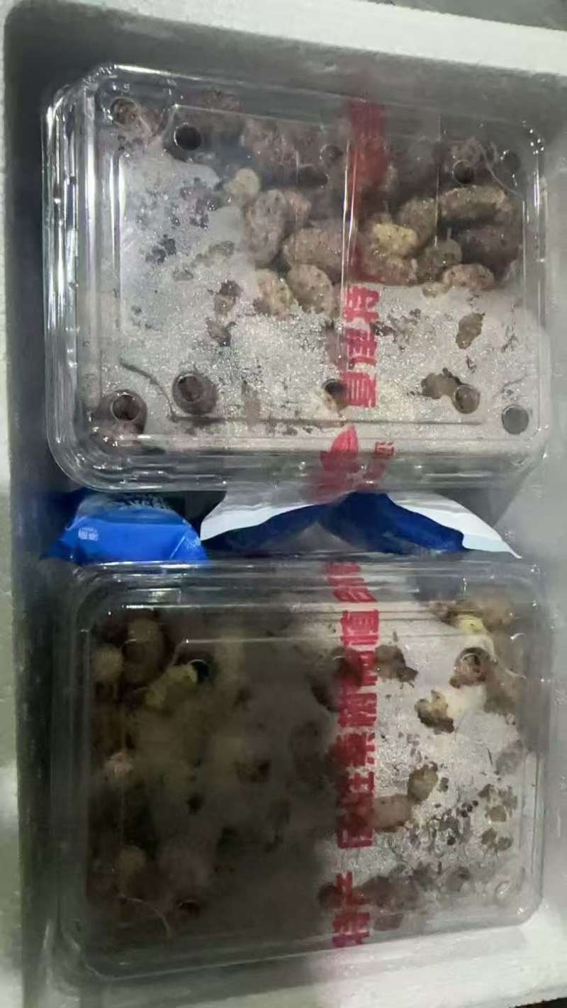 桑葚