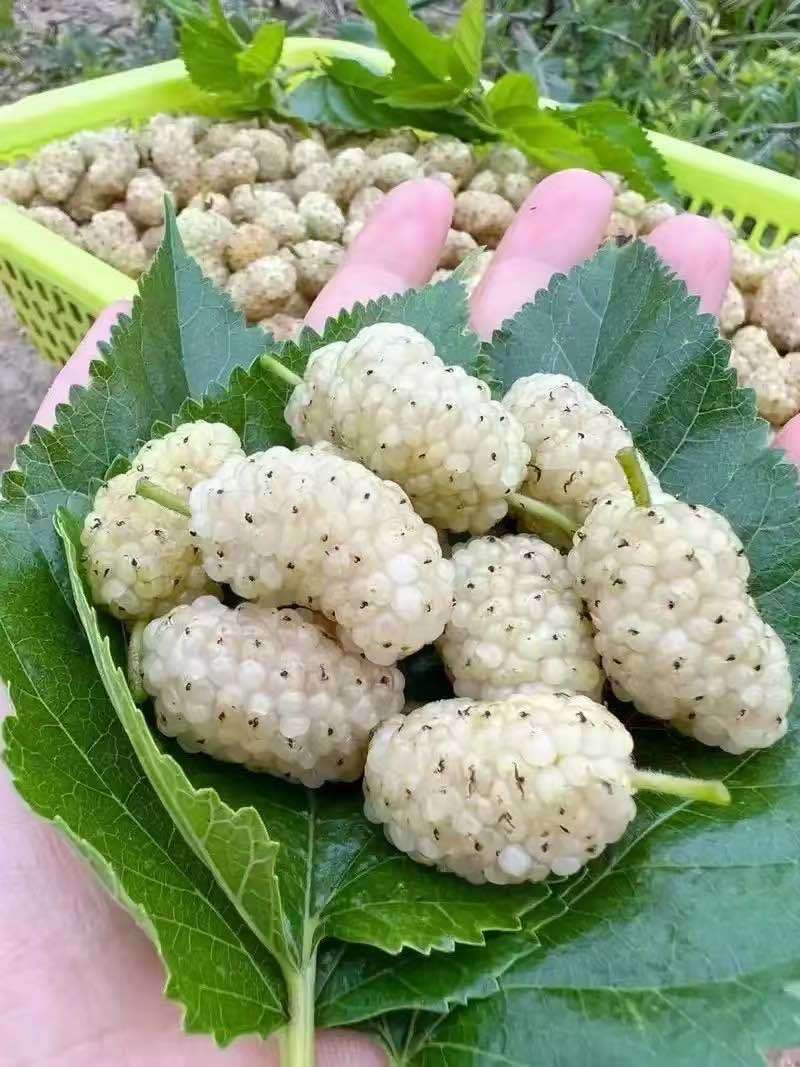 桑葚