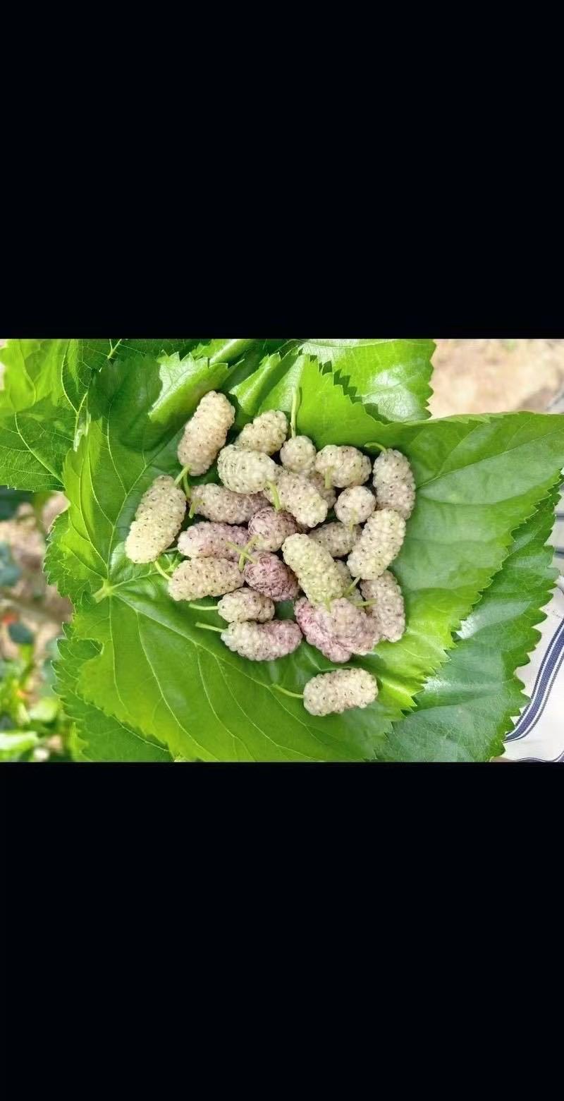 桑葚