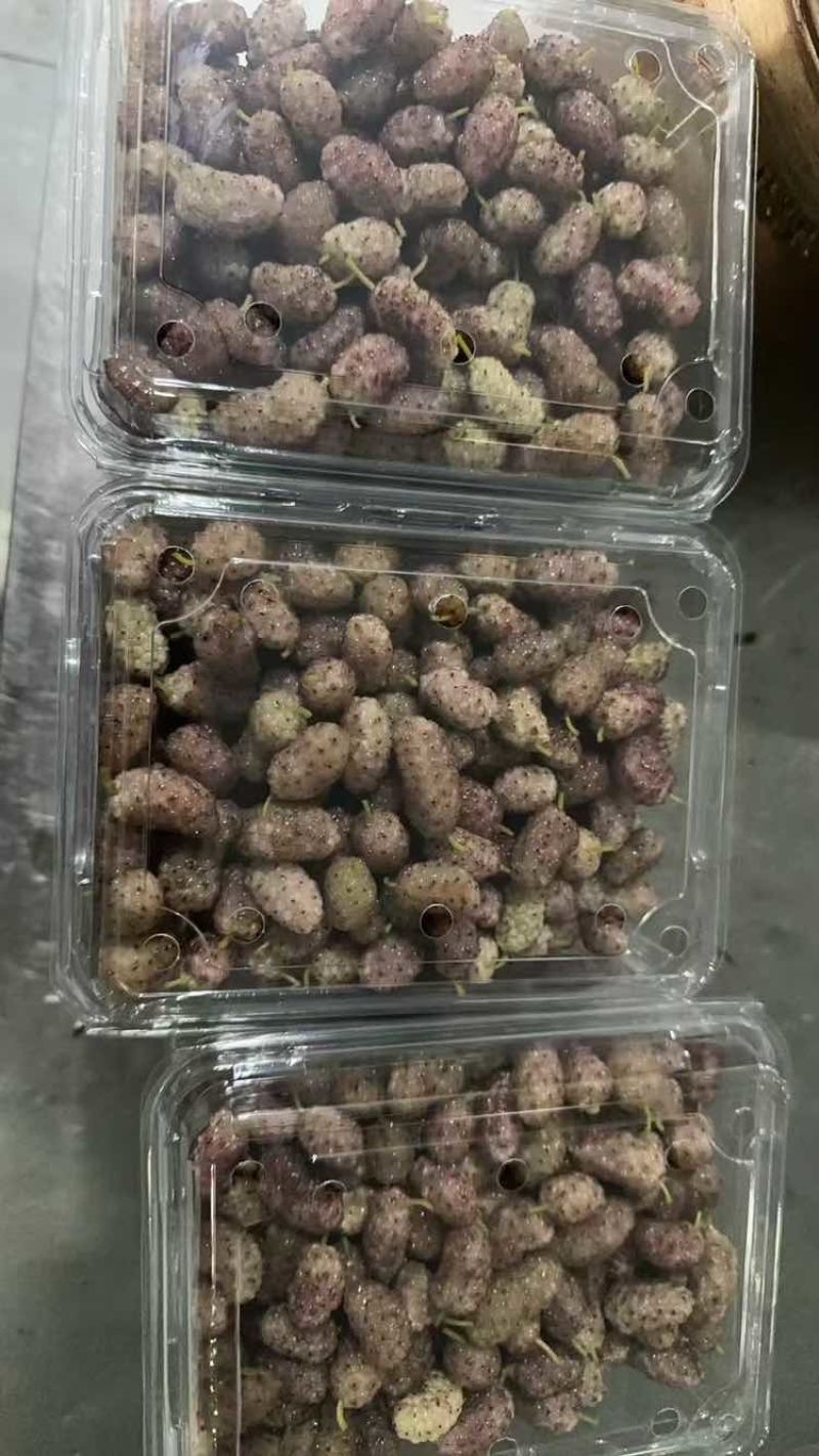 桑葚
