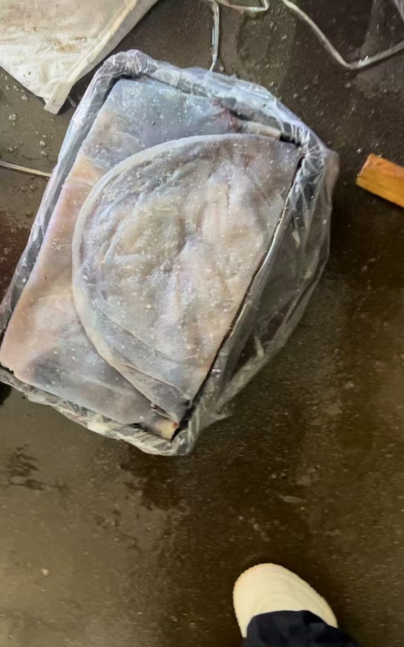 盐渍海蜇