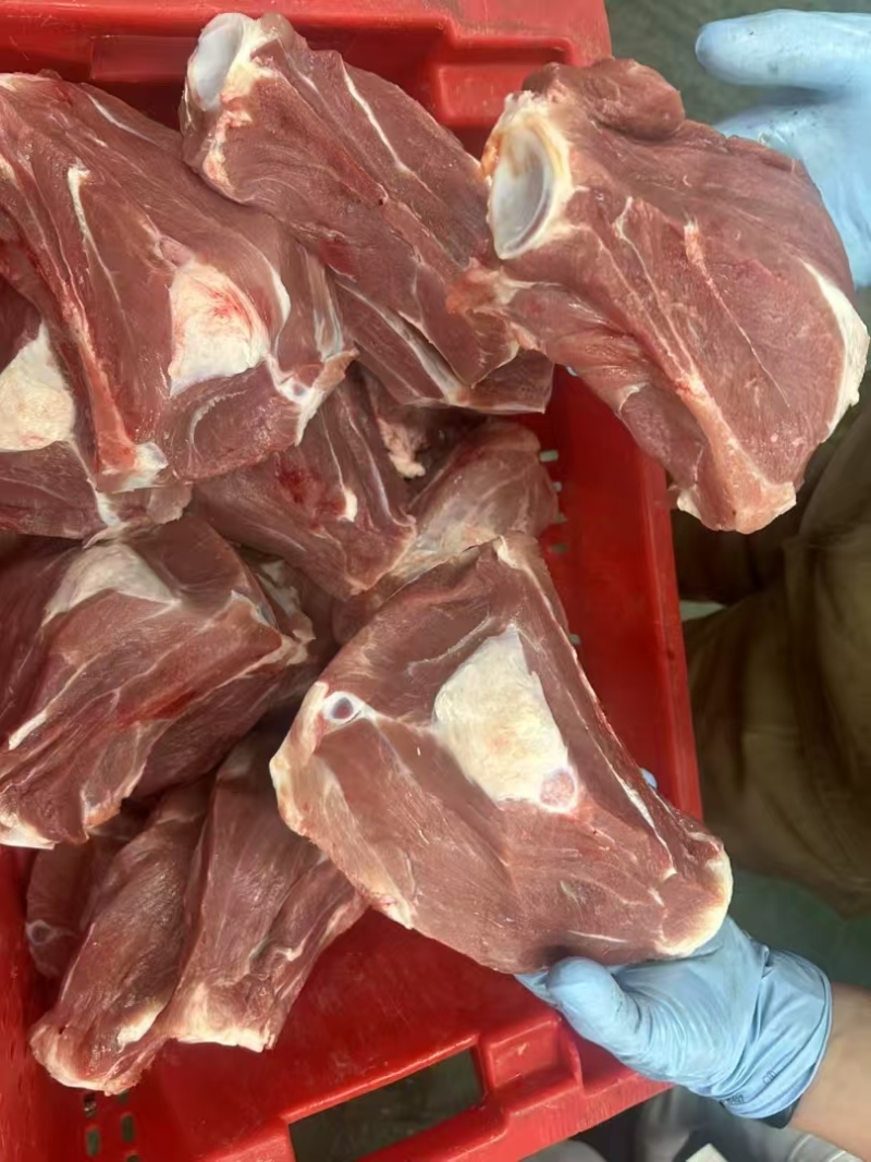 多肉扇子骨带肉多颜色新鲜厂家直销大量现货