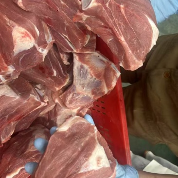 多肉扇子骨带肉多颜色新鲜厂家直销大量现货