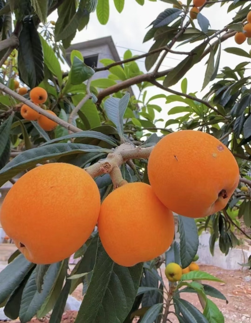 永善批朳