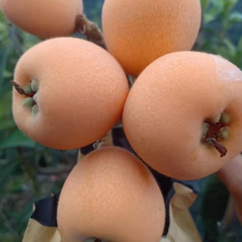 永善枇杷，