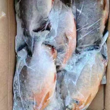 红鲳鱼价格优，全国各地均可直达