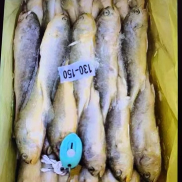 黄花鱼价格优，一手货源全国各地均可直达