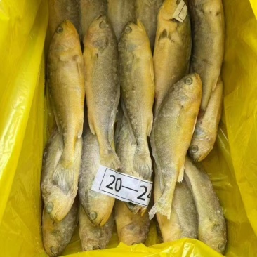 黄花鱼价格优，一手货源全国各地均可直达