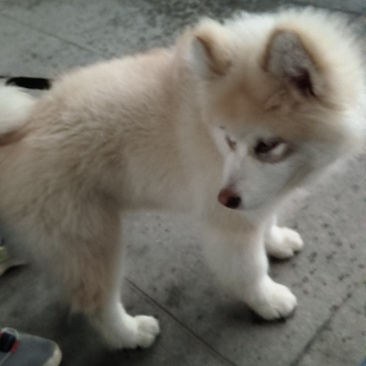 宠物狗