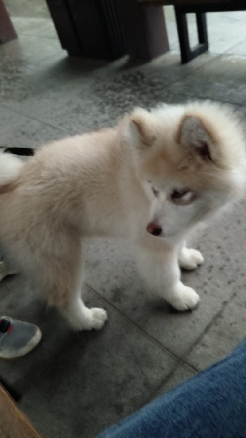 宠物狗