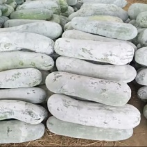 精品白皮冬瓜长白条，吊瓜地瓜，大量有货，量大从优