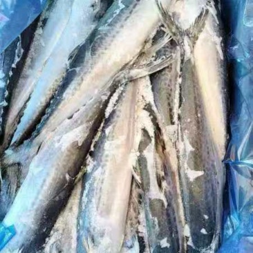 马鲛鱼价格优，一手货源全国各地均可直达