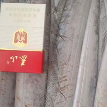 船冻带鱼价格优，一手货源全国各地均可直达