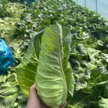 牛心菜