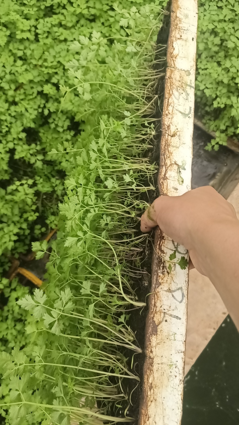 水育苗