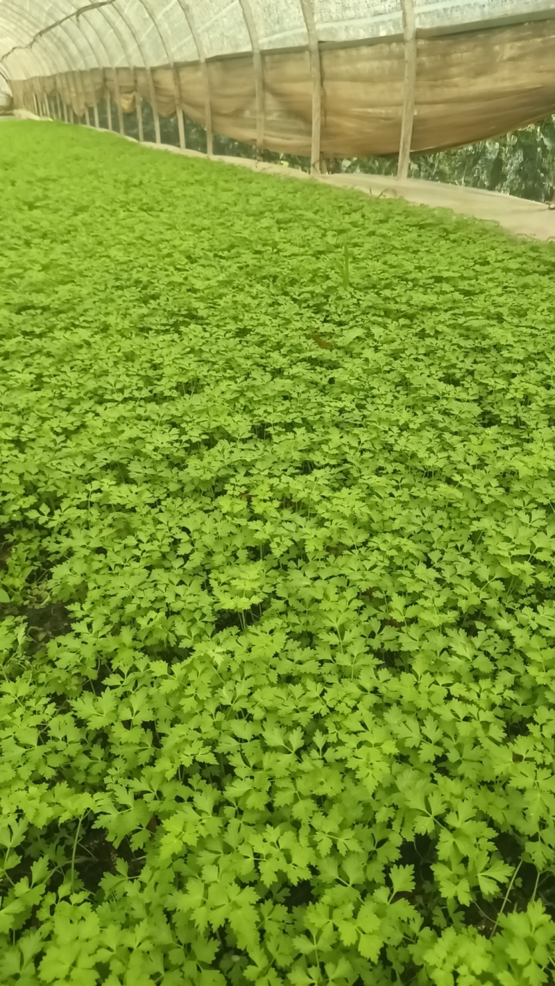 水育苗