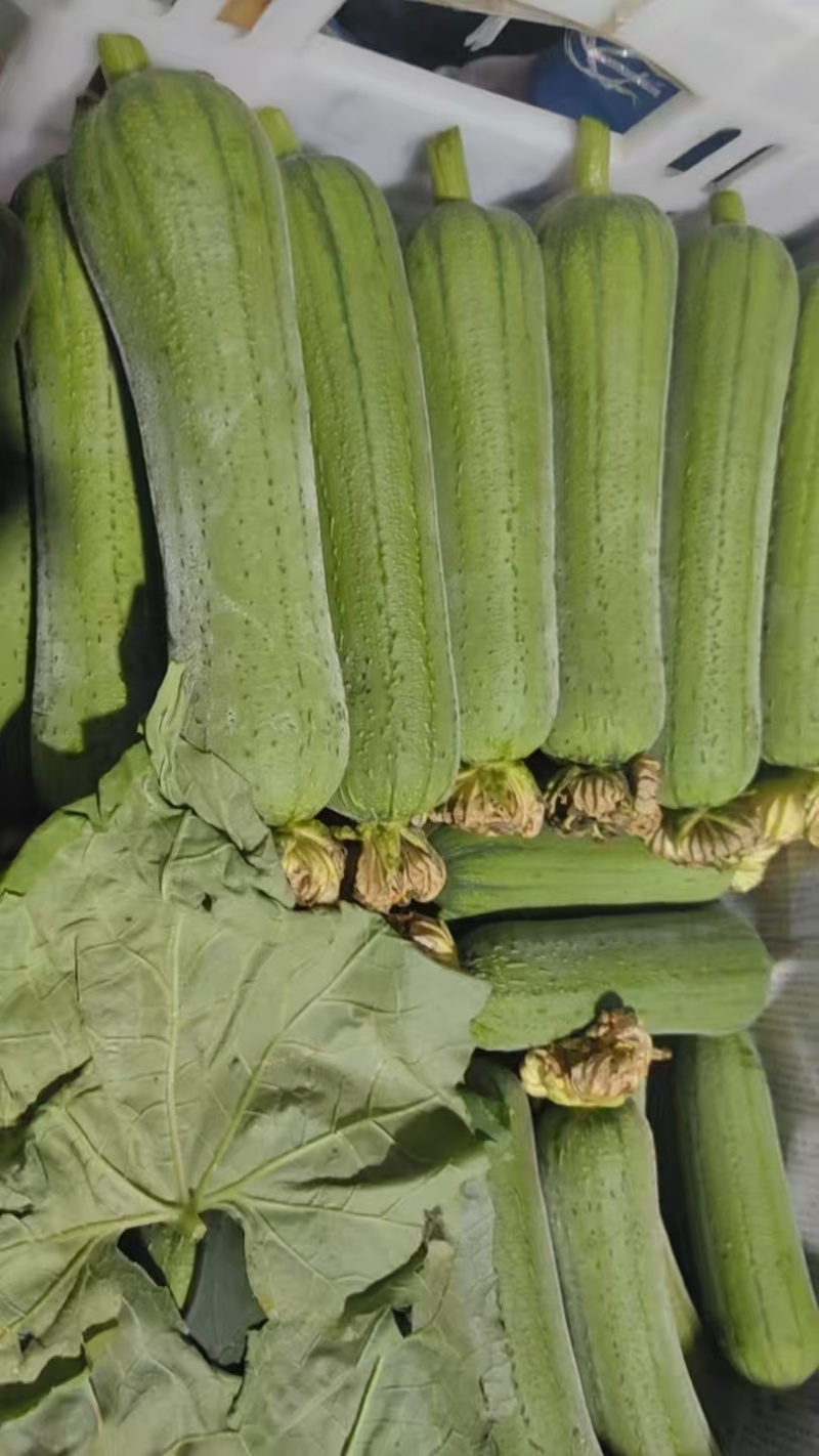 精品油亮肉丝瓜