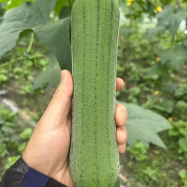 精品油亮肉丝瓜