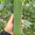 精品油亮肉丝瓜