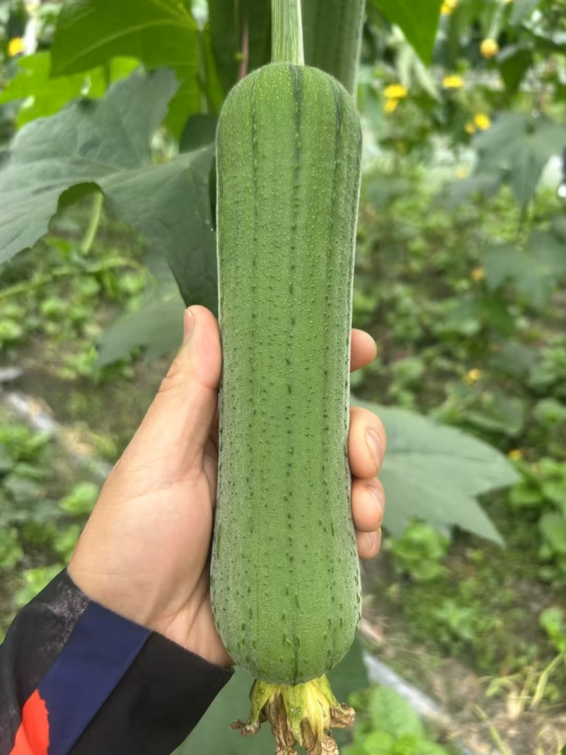 精品油亮肉丝瓜
