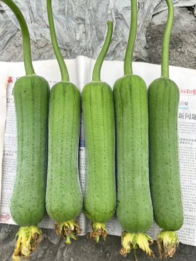 精品油亮肉丝瓜