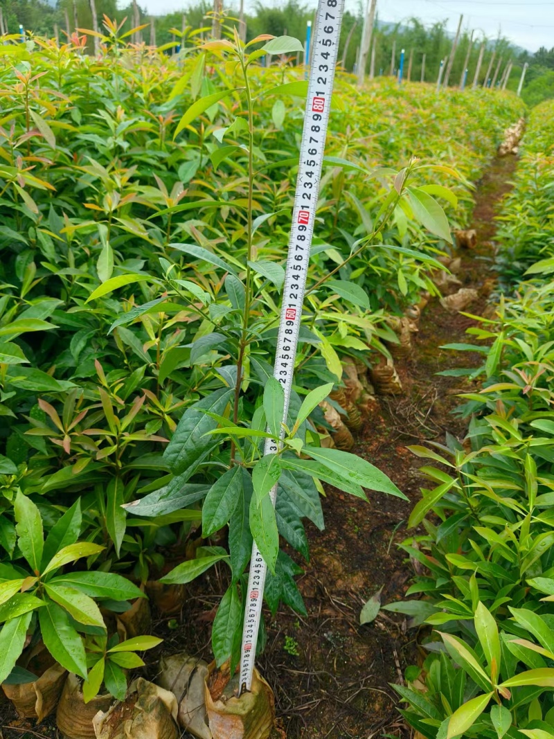 0.7公分木荷容器苗