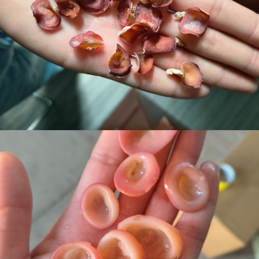 粉木耳贵妃木耳粉耳小碗粉耳