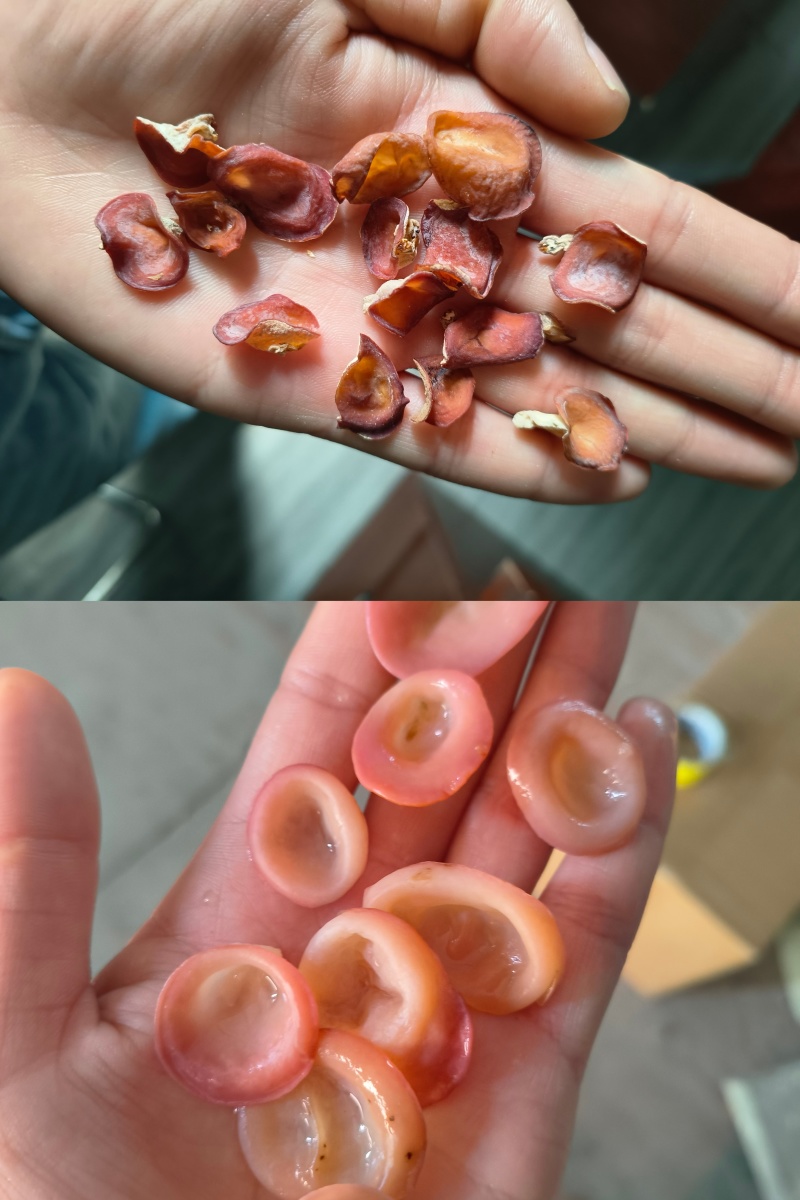粉木耳贵妃木耳粉耳小碗粉耳