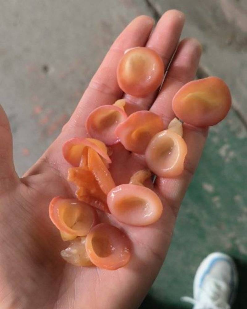 粉木耳贵妃木耳粉耳小碗粉耳