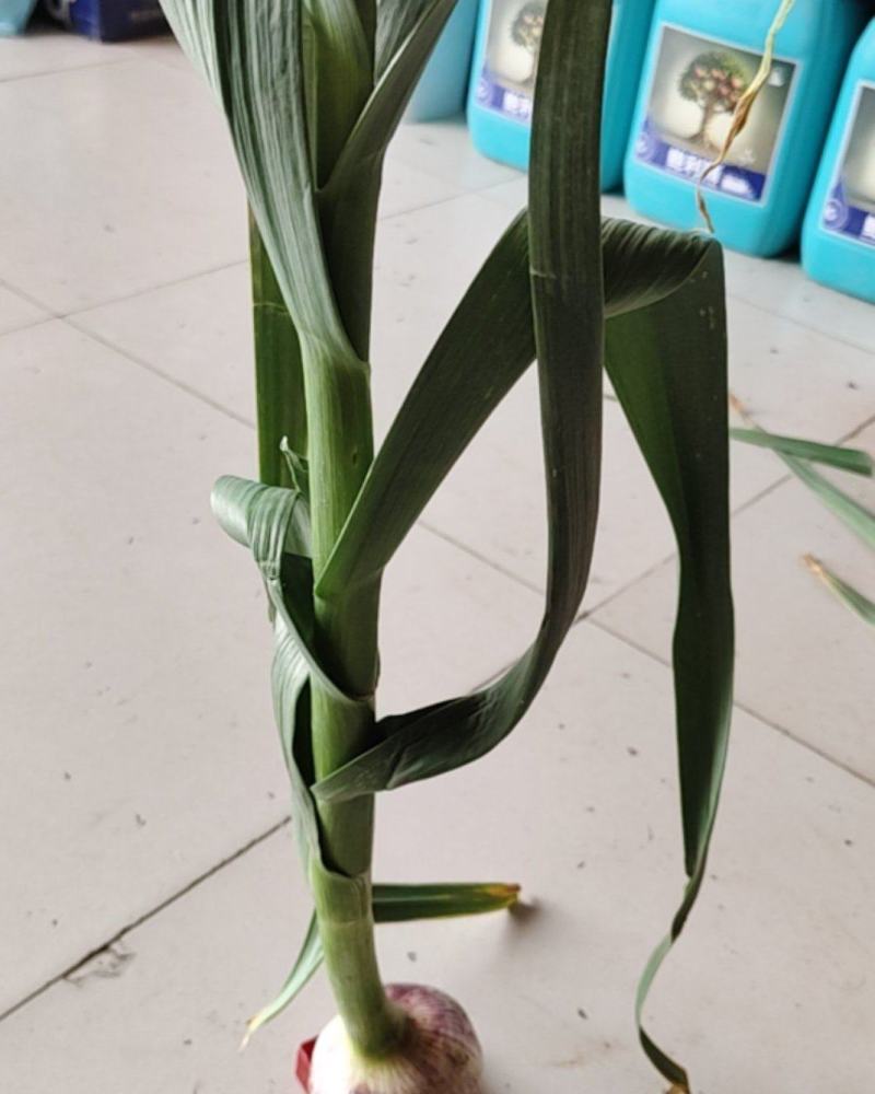 大蒜种大青棵二代