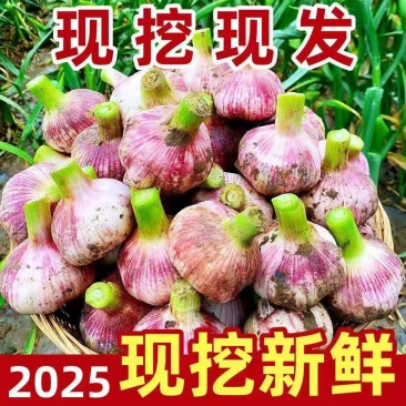 山东大蒜今年鲜货