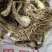 新鲜藠头，需要的联系我