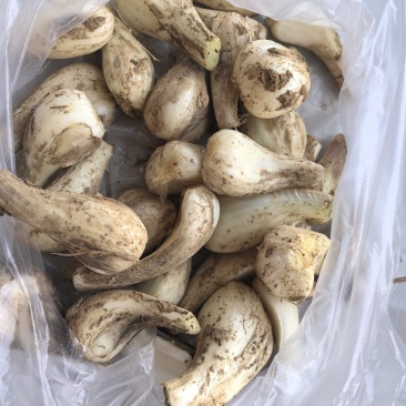 新鲜藠头，需要的联系我